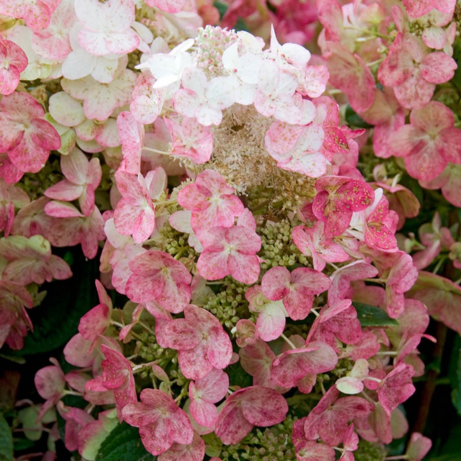 YouGarden Hydrangea Paniculata 'Magical Fire' in a 3L Pot