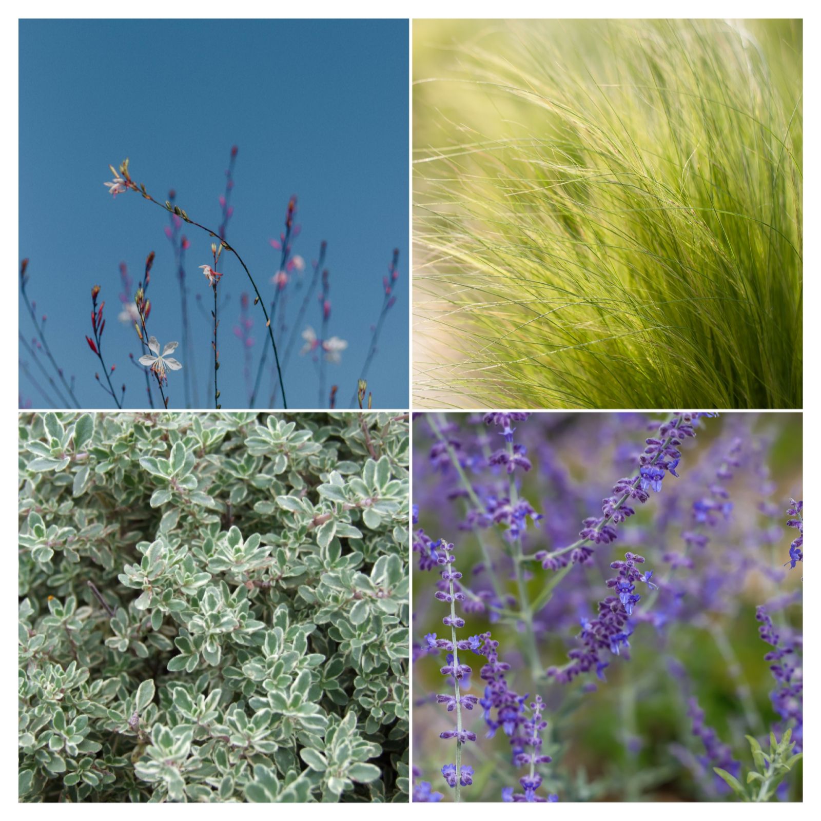 Dig Club Mediterranean Garden Starter 4 Plants Selection