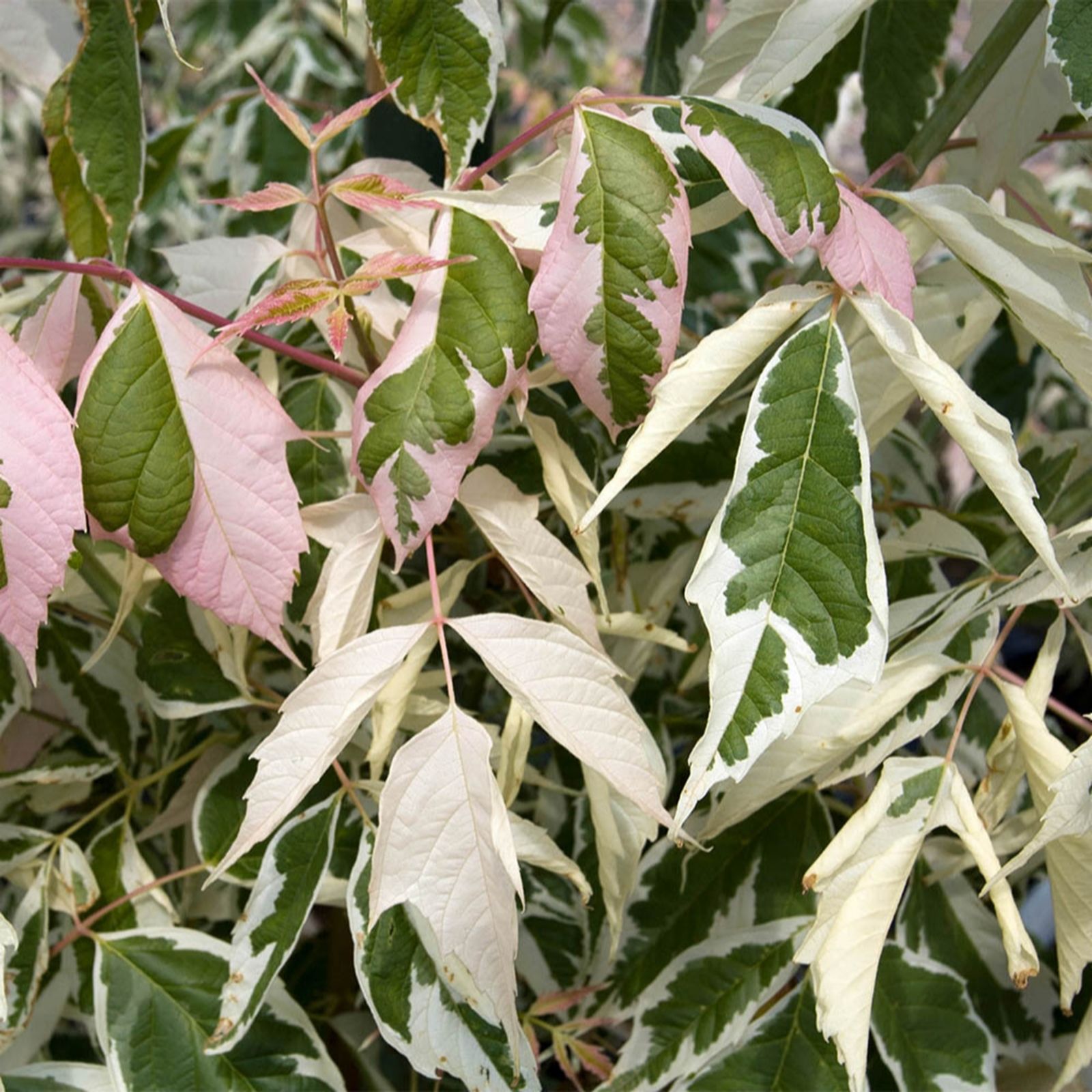 YouGarden Acer negundo 'Flamingoin' a 3L pot