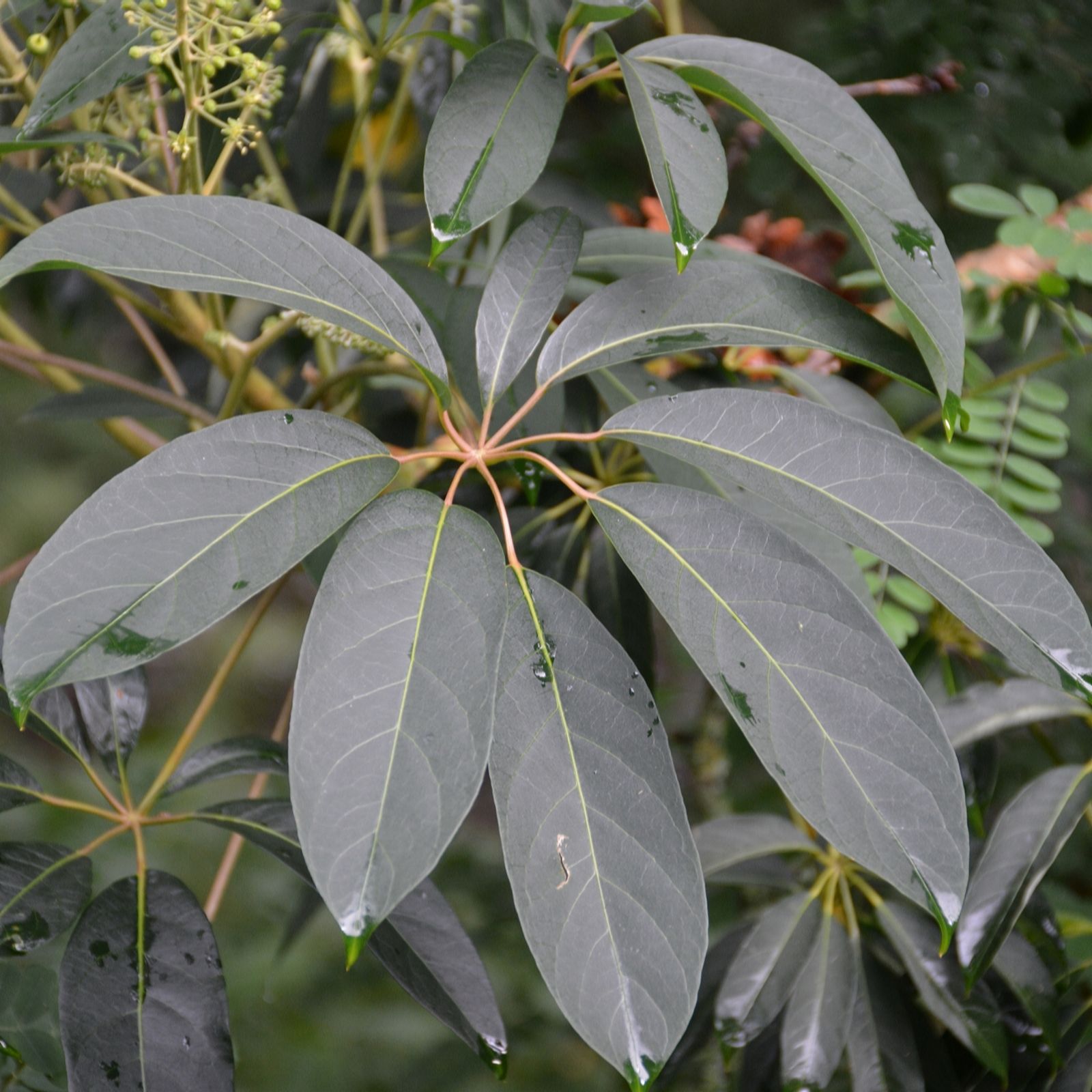 Plants2Gardens Schefflera Taiwaniana 2ltr