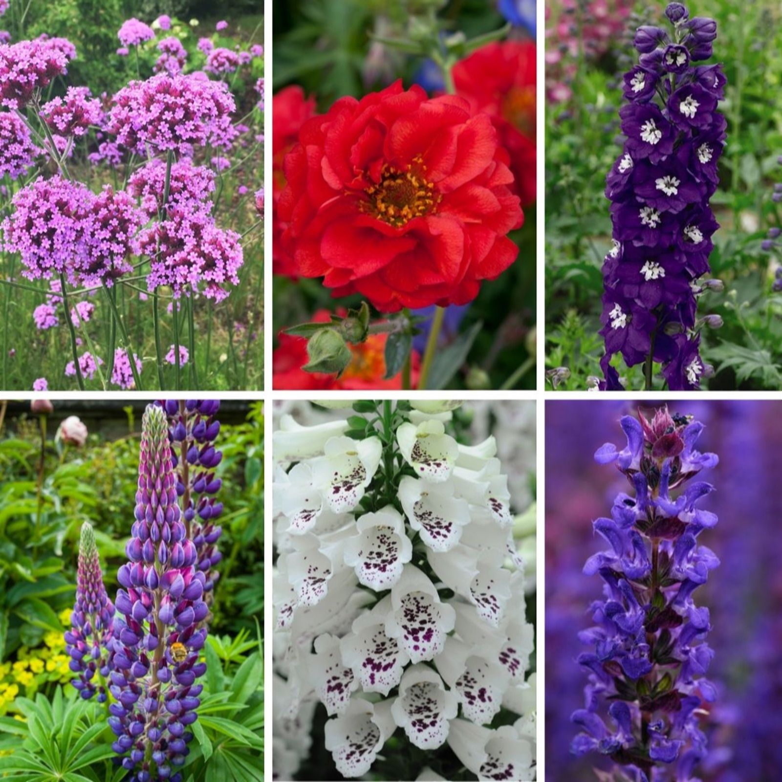 Thompson & Morgan Chelsea Flower Show Plant Bundle 9cm x6