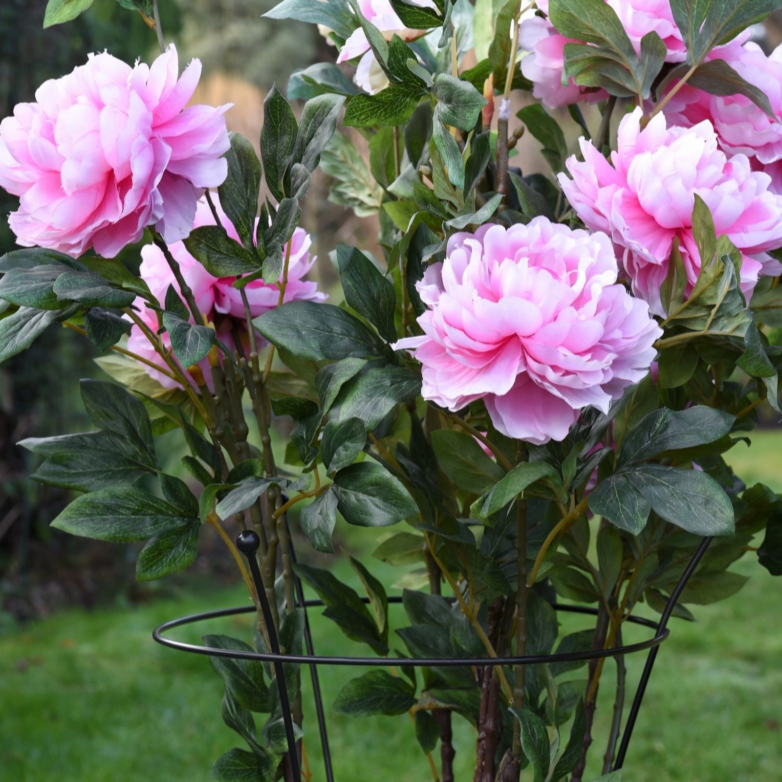 Thompson & Morgan Peony Or Herbaceous Large Plant Frame 54 x 40cm x2