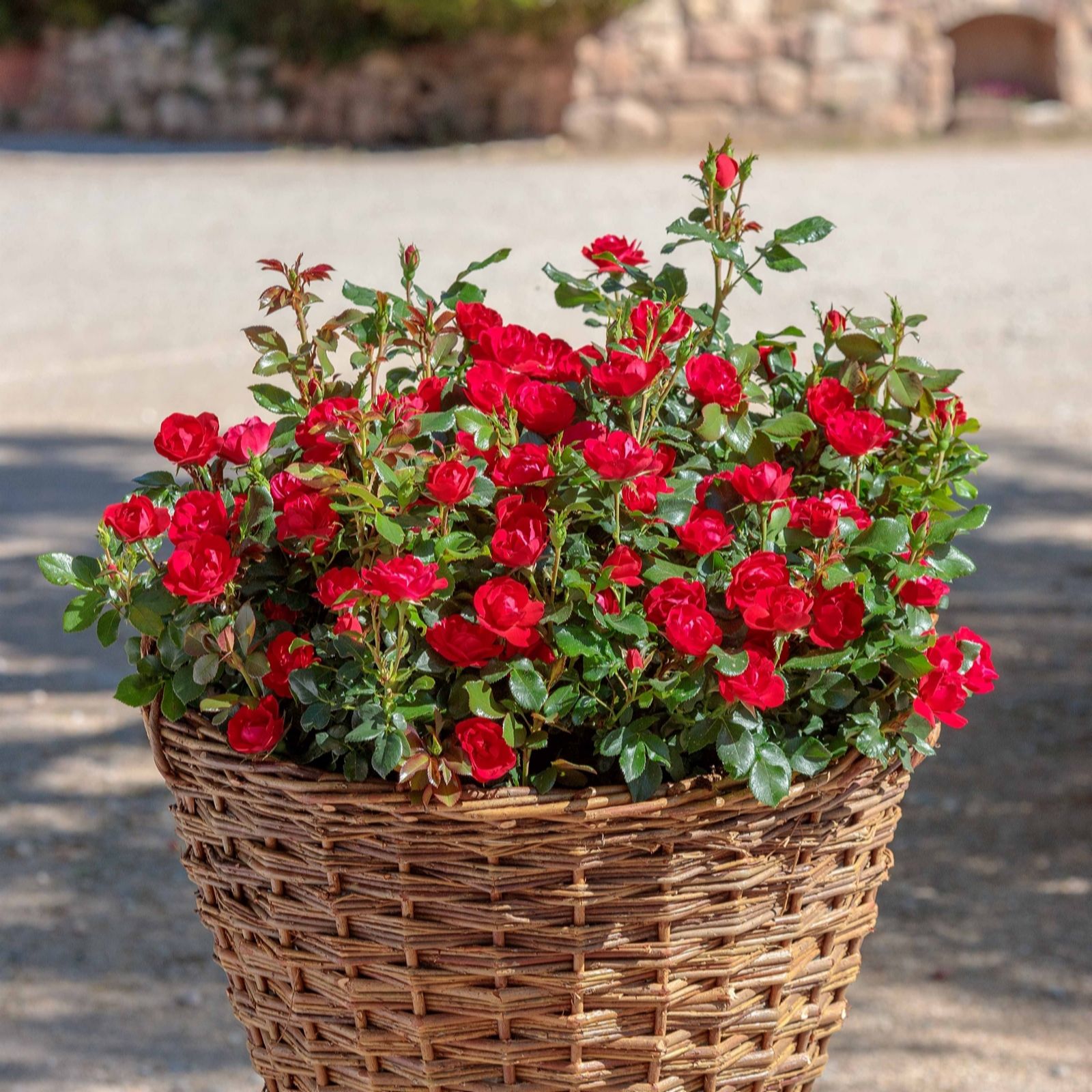 Plants2Gardens Zepeti Rose