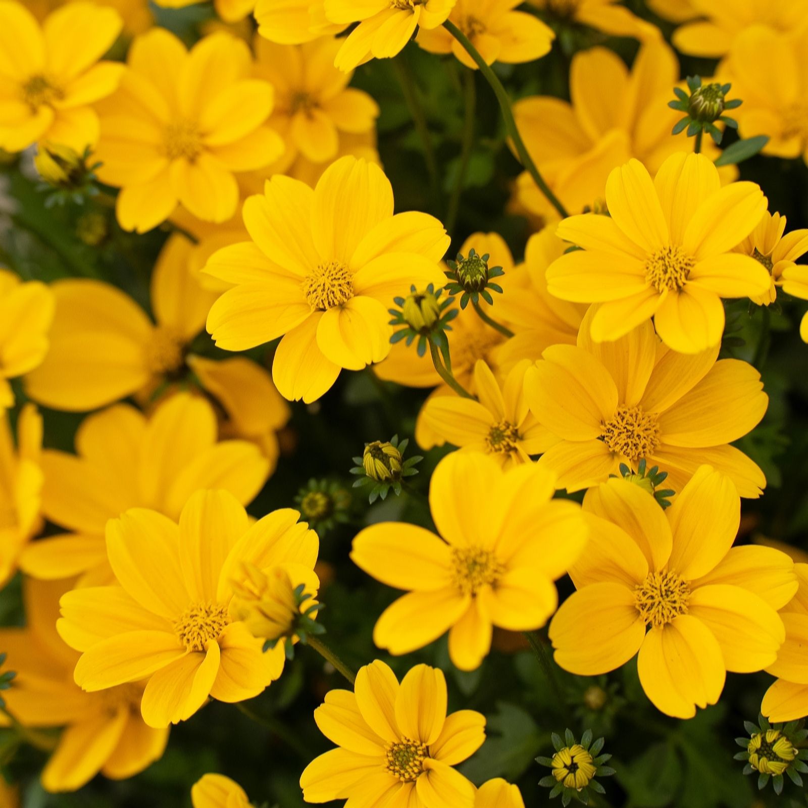 Richard Jackson Bidens Timeless Golden Empire Power Plants 5x 5.5cm