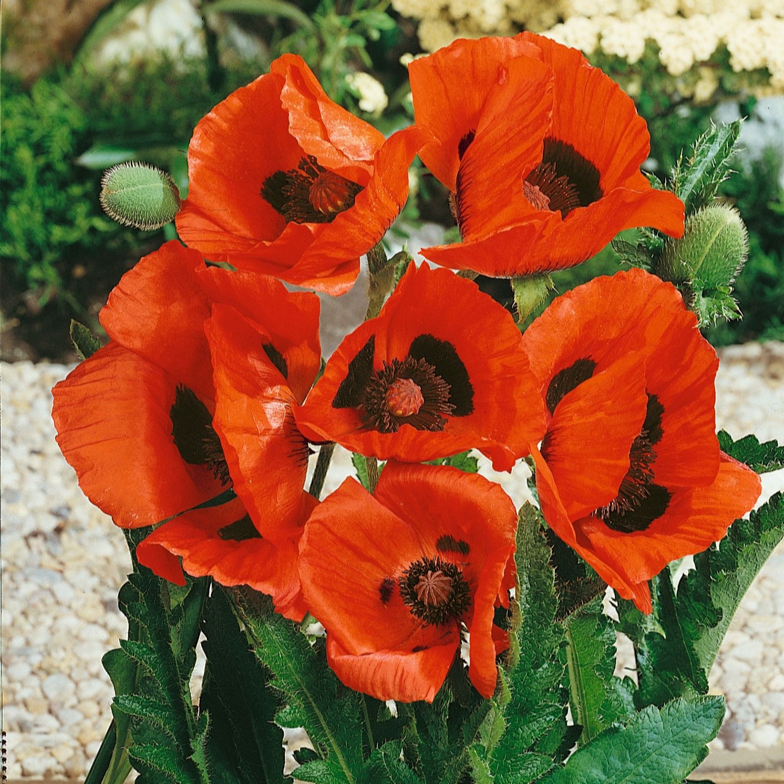 Plants 2 Gardens Papaver Collection 6 x 6cm
