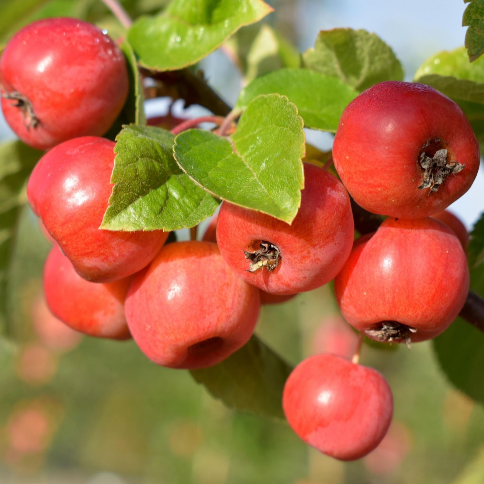 Buildcraft Telescopic Hedge Shears