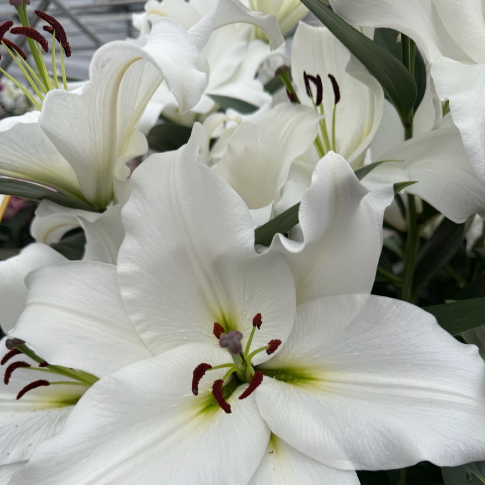 Thompson & Morgan Lily Dinner Plate Singles Collection x 9 Bulbs