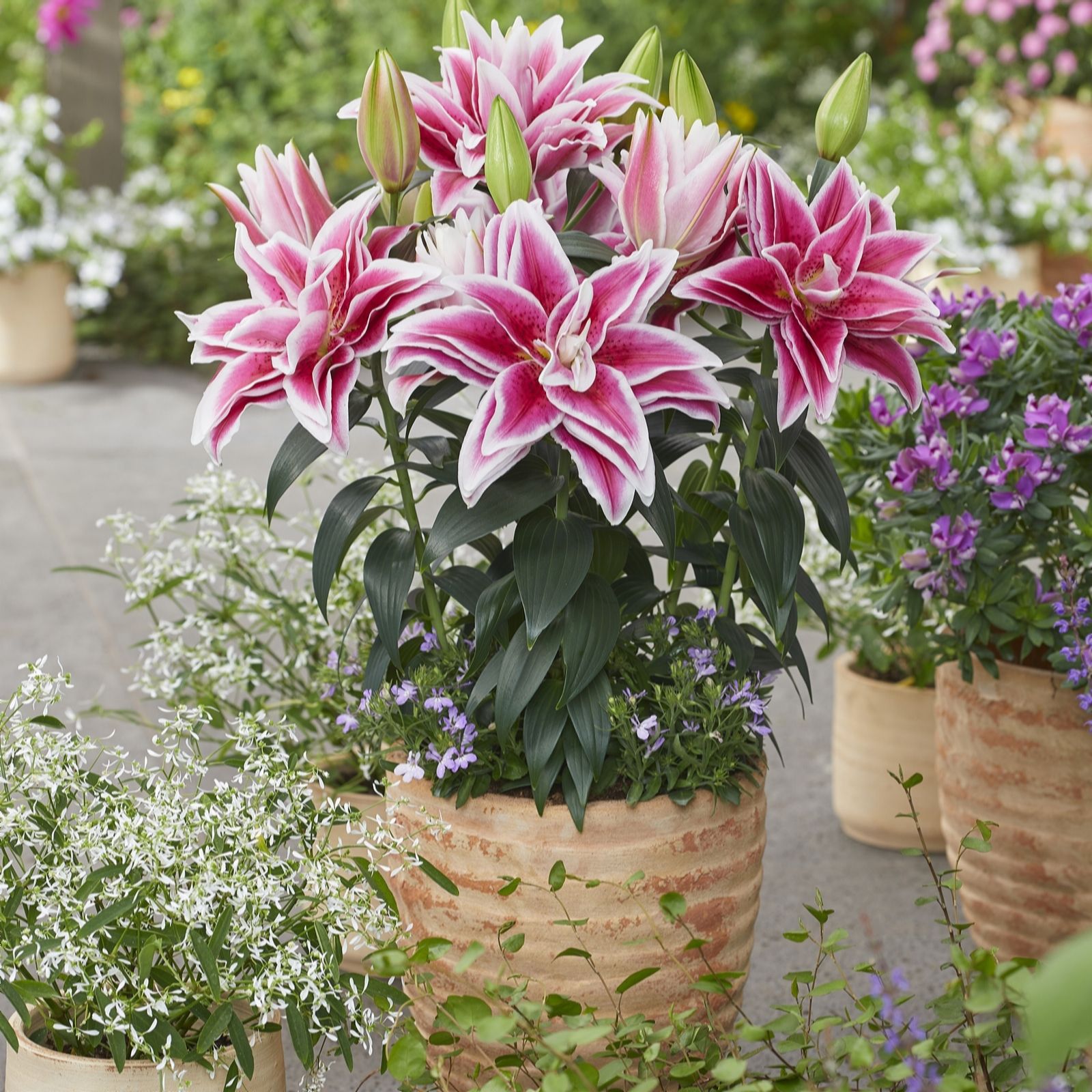 Thompson & Morgan Roselily Double Container Bouquet Mix 9 Bulbs