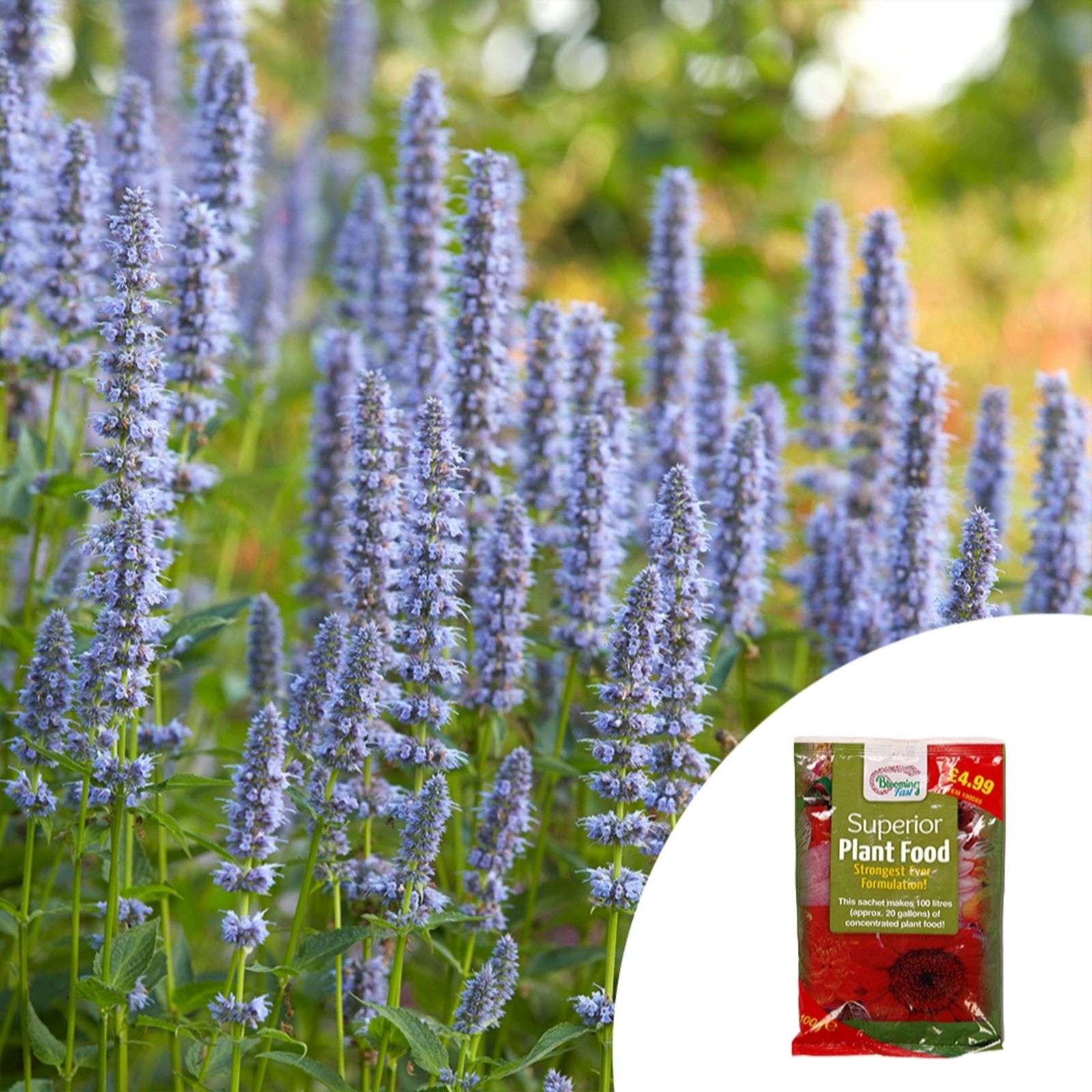 YouGarden Agastache 'Blue Fortune' in 9cm Pots x3 & 100g Fertiliser