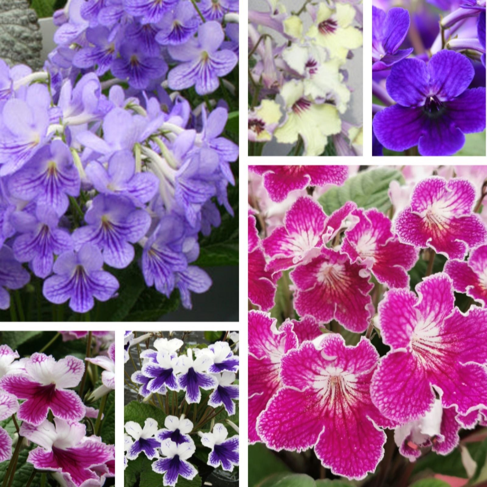 Dibleys Streptocarpus Plug Plant Starter Collection