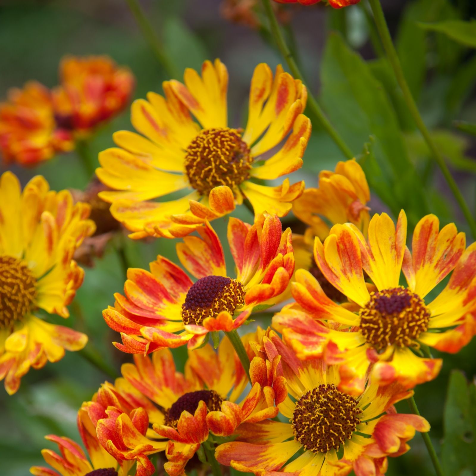 Plants2Garden Helenium Fuego 3 x 9cm
