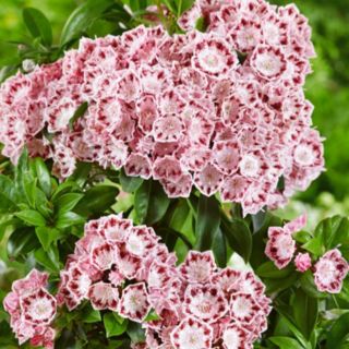 Plants2Gardens Kalmia Star Magic 3ltr