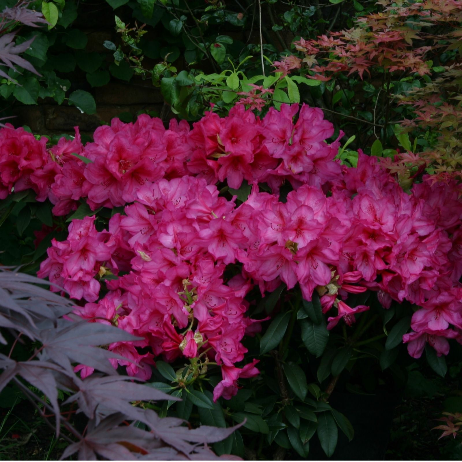 Plants2Gardens Rhododendron 7.5ltr