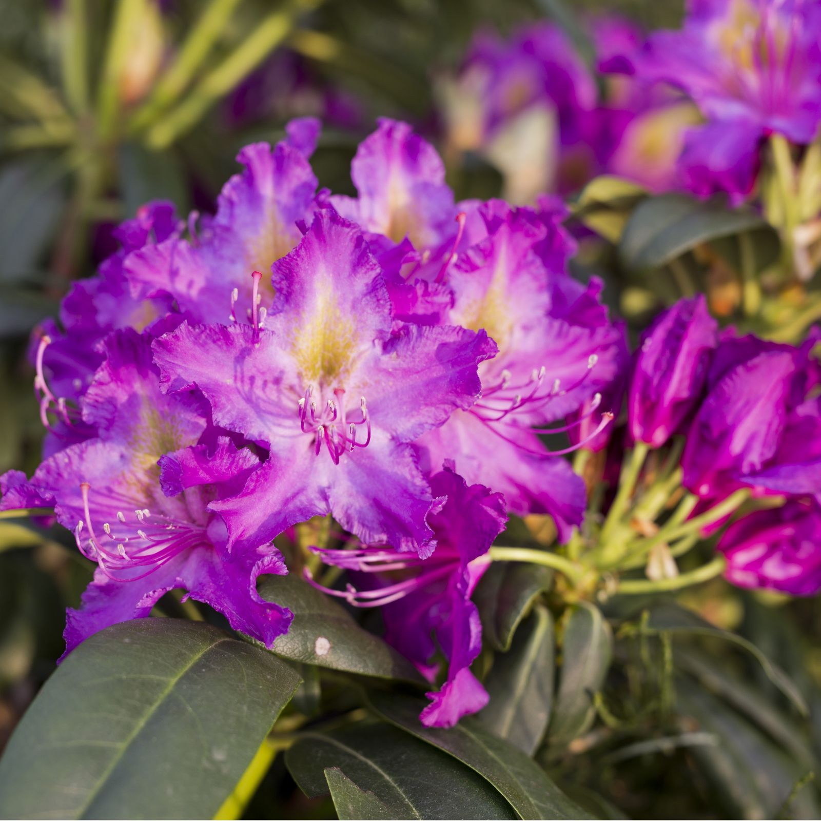 Plants2Gardens Rhododendron 7.5ltr