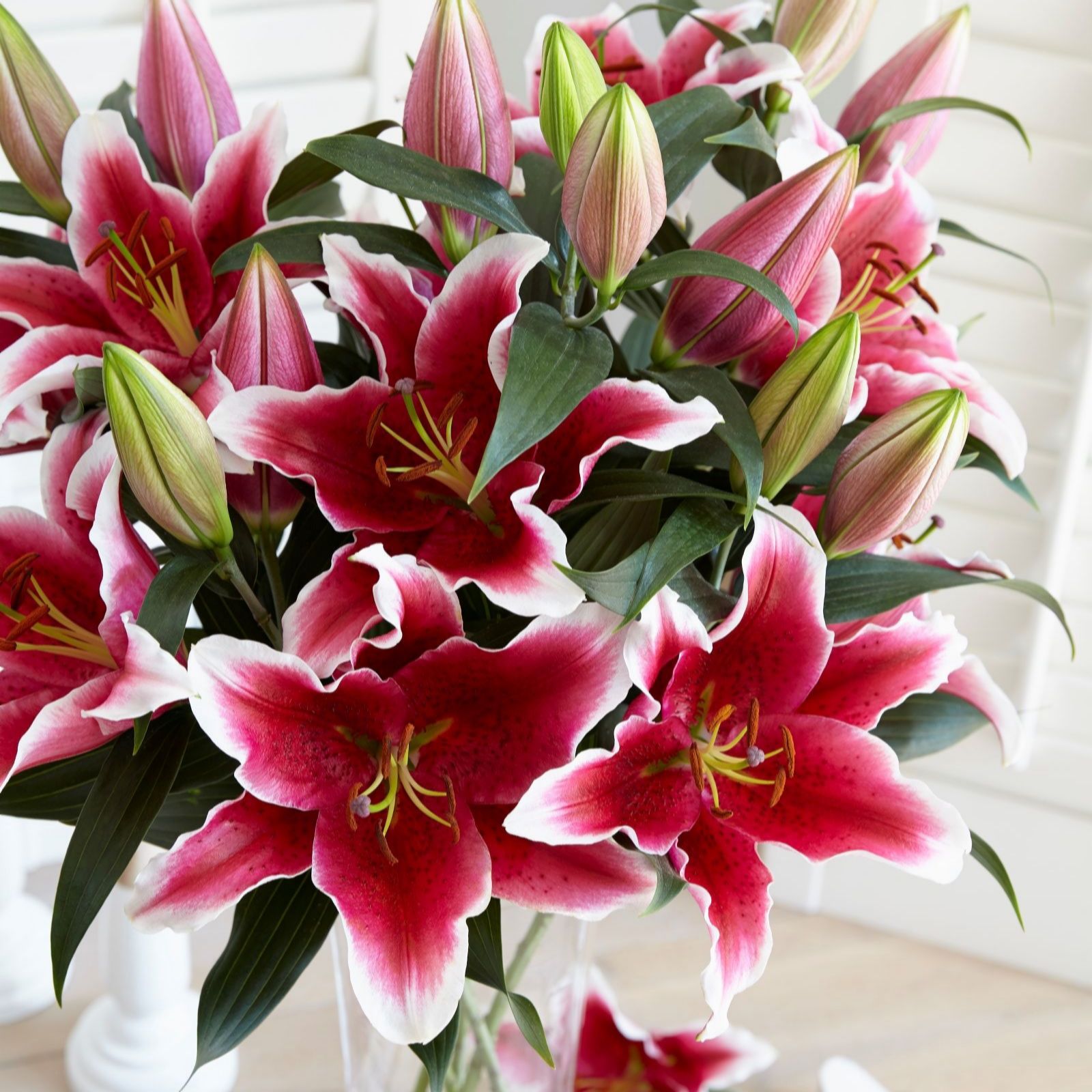 Thompson & Morgan Lily King Solomon 6 Bulbs