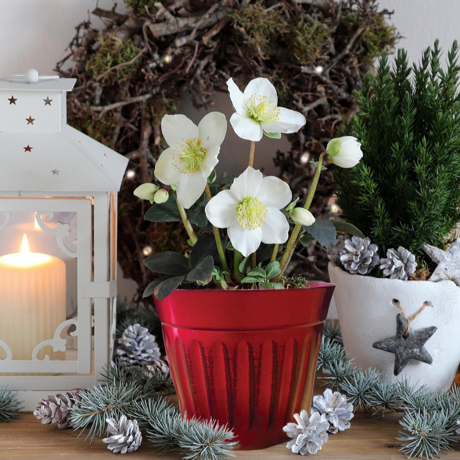 Hayloft Plants Hellebore Christmas Carol 9cm Plant in Christmas Pot