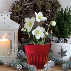 Hayloft Plants Hellebore Christmas Carol 9cm Plant in Christmas Pot