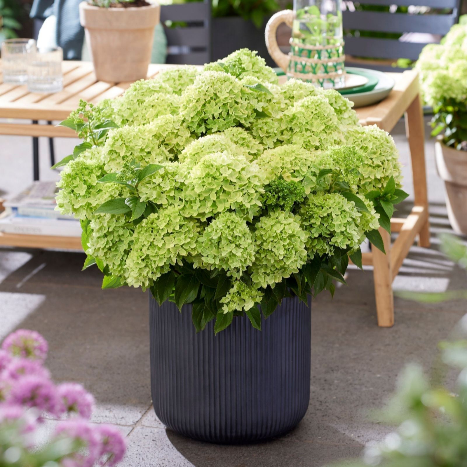 Thompson & Morgan Hydrangea Living Little Apple 12cm Pot