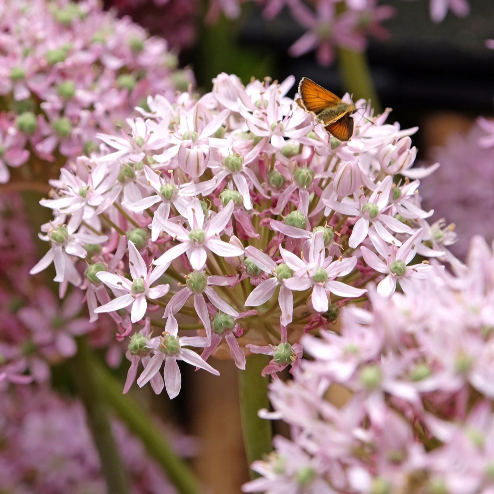 YouGarden Allium 'Pink Jewel' x9 bulbs