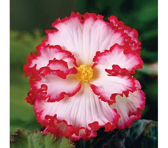 de Jager Crispa Marginata Begonia 6x 5cm Corms