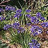 Plants2Gardens Agapanthus Blue XXL Bare Root