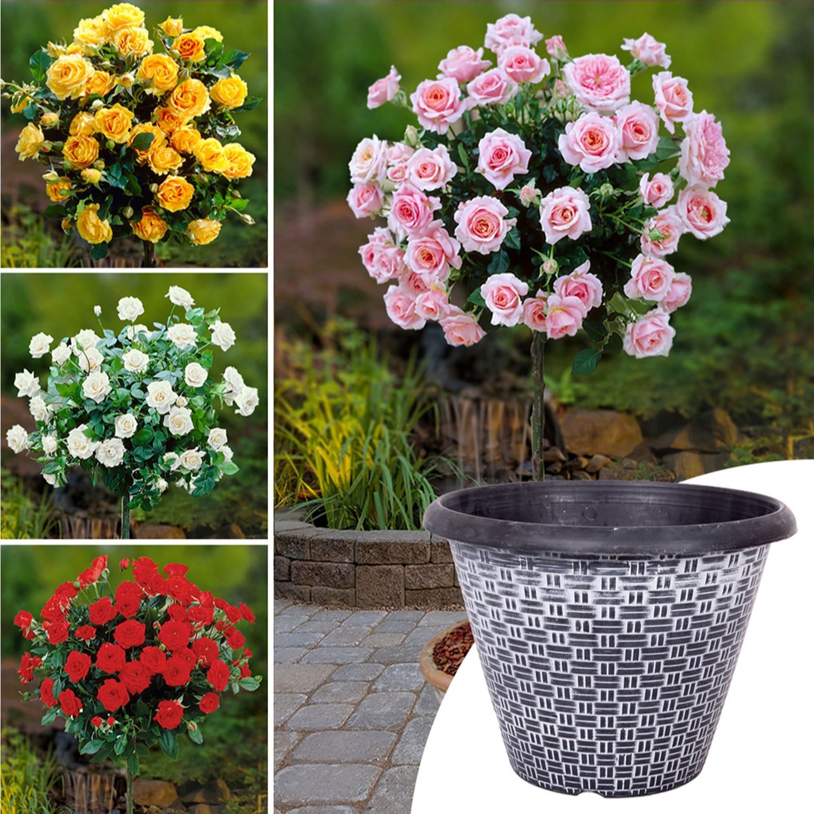 YouGarden Rose Patio Standards bare roots and Wicker Planter x 4 QVC UK