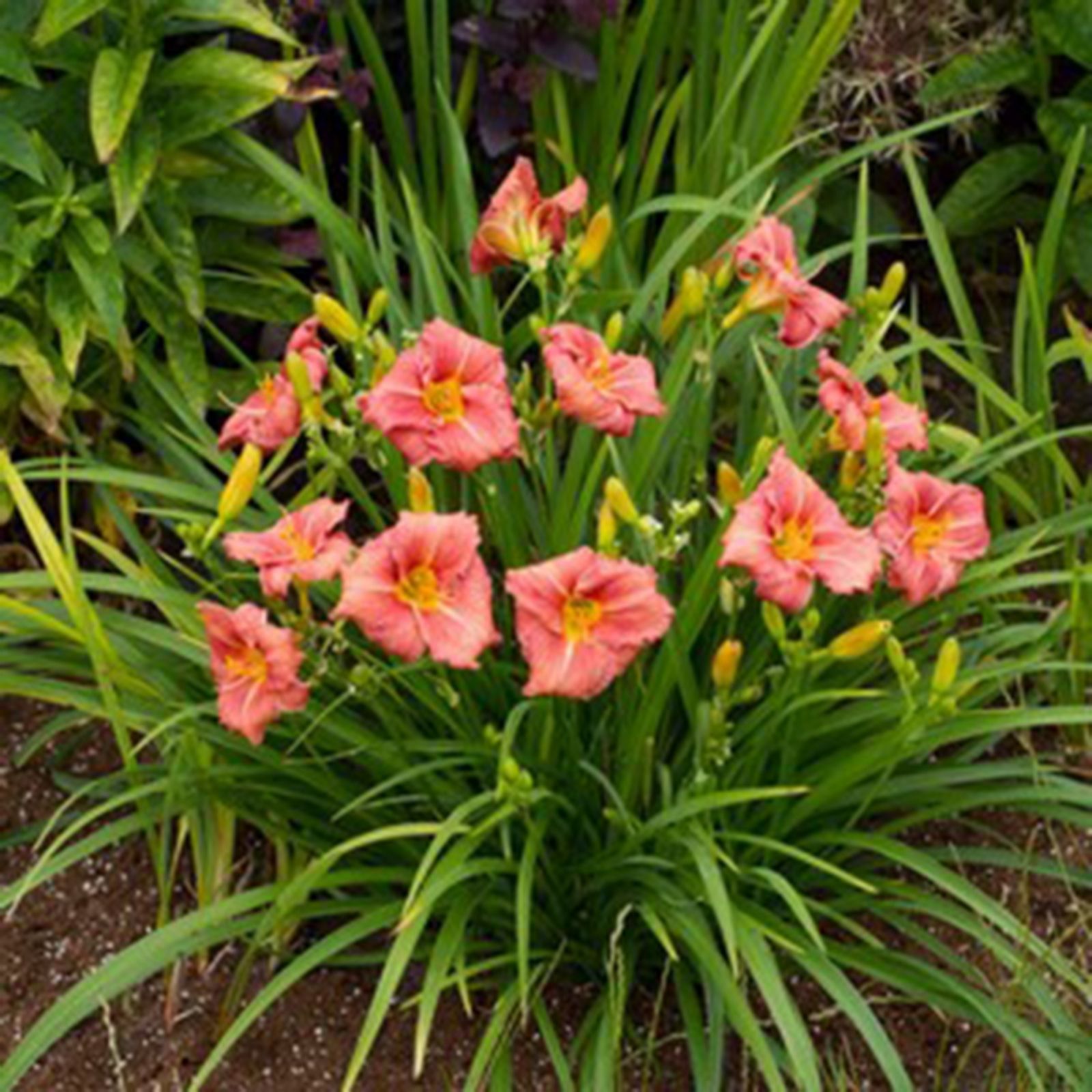 Thompson&Morgan Hemerocallis Re-Blooming Collection 9cm Pot x 3