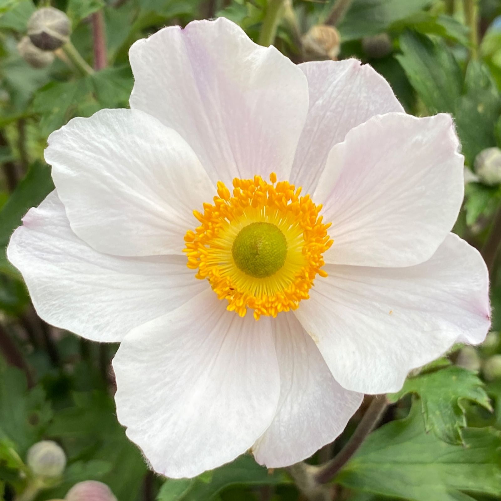 Richard Jackson Anemone Elfin Swan 1x 3 Litre Pot