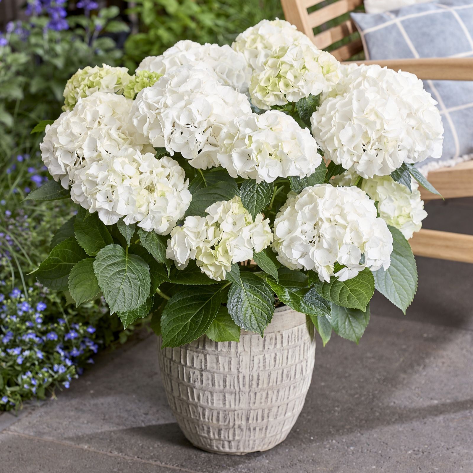 Hayloft Plants Hydrangea Growing Bouquet 1x 14cm