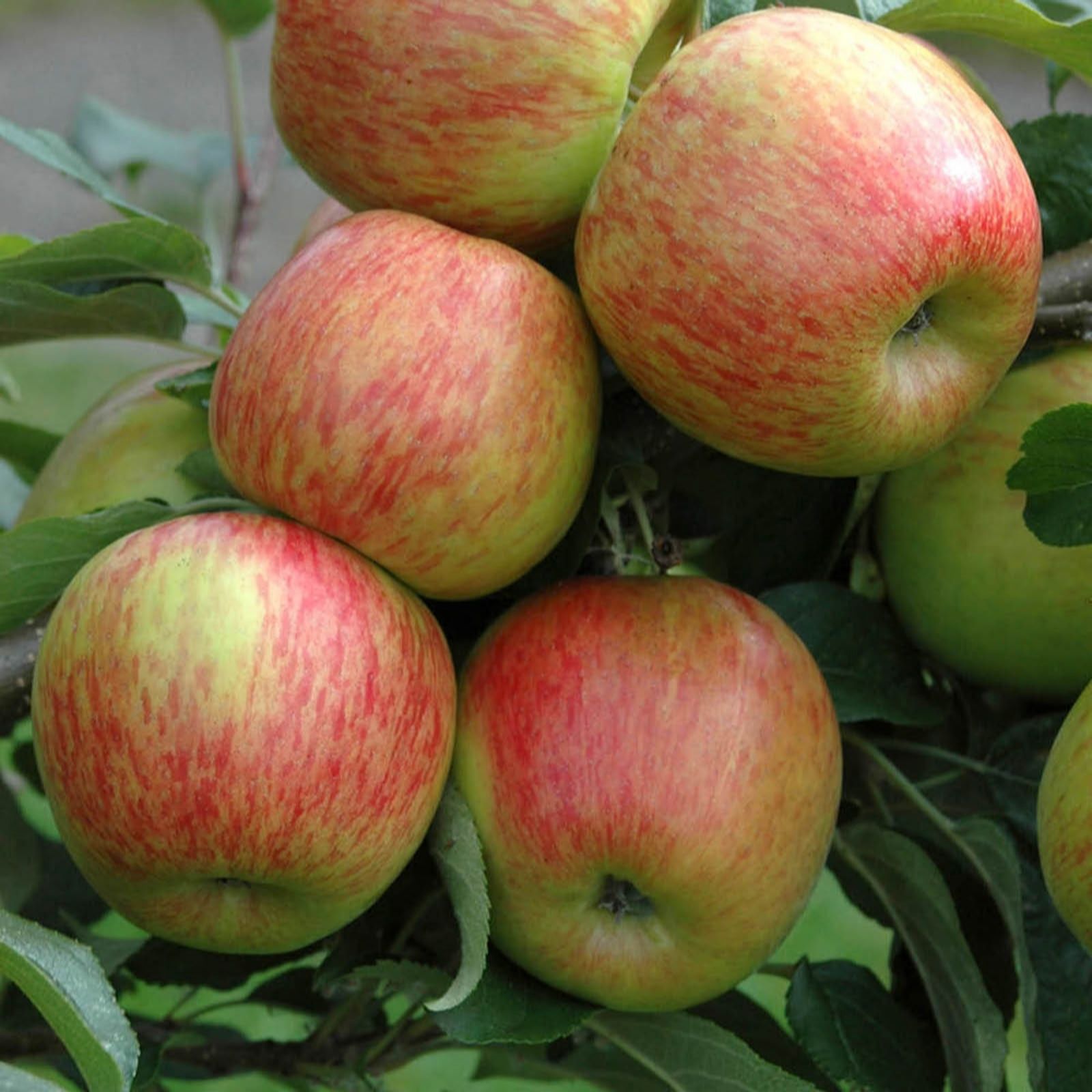 Yougarden Pair Of Apple 'braeburn' Tree Bare Roots - Qvc Uk