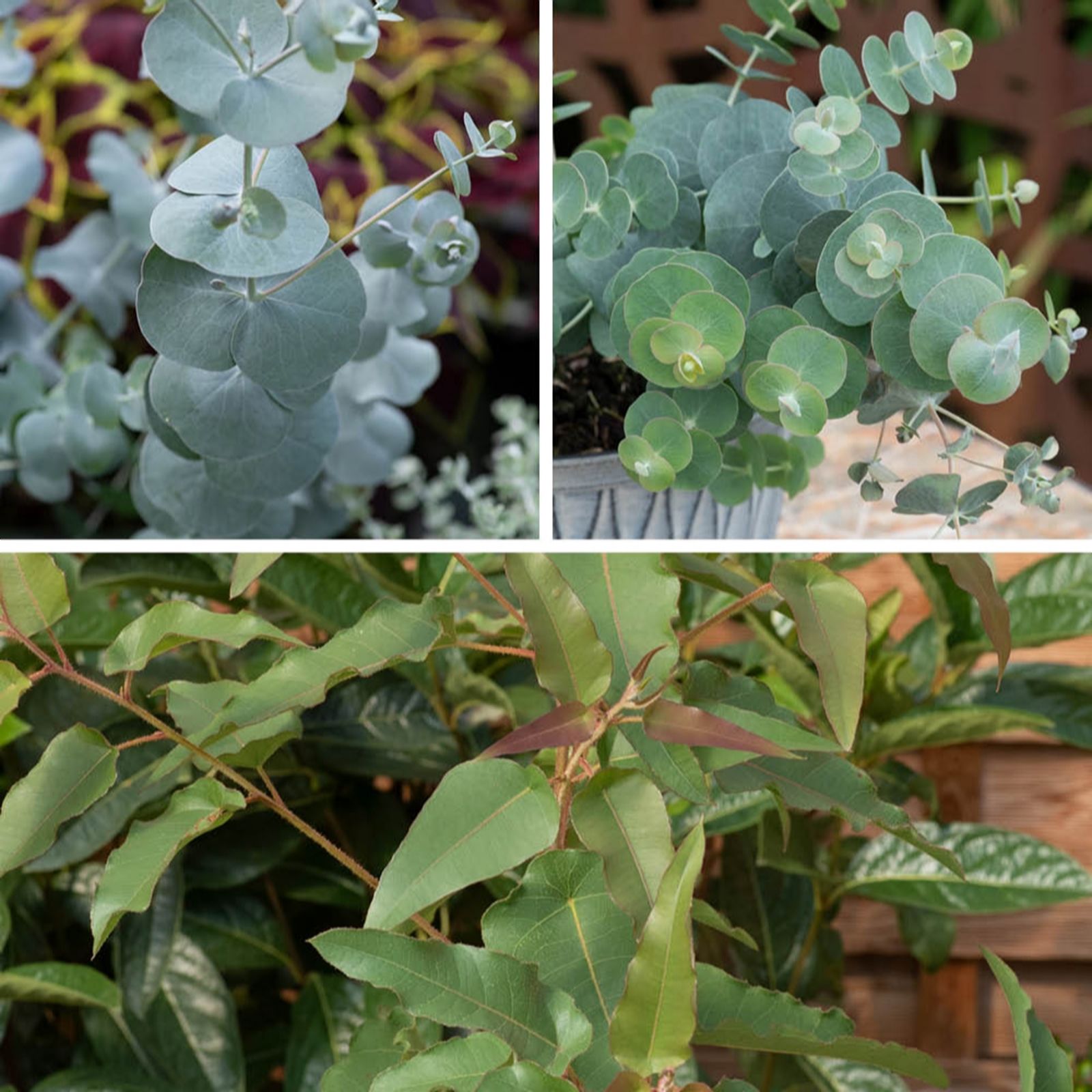 YouGarden Eucalyptus Collection in 9cm pots x3