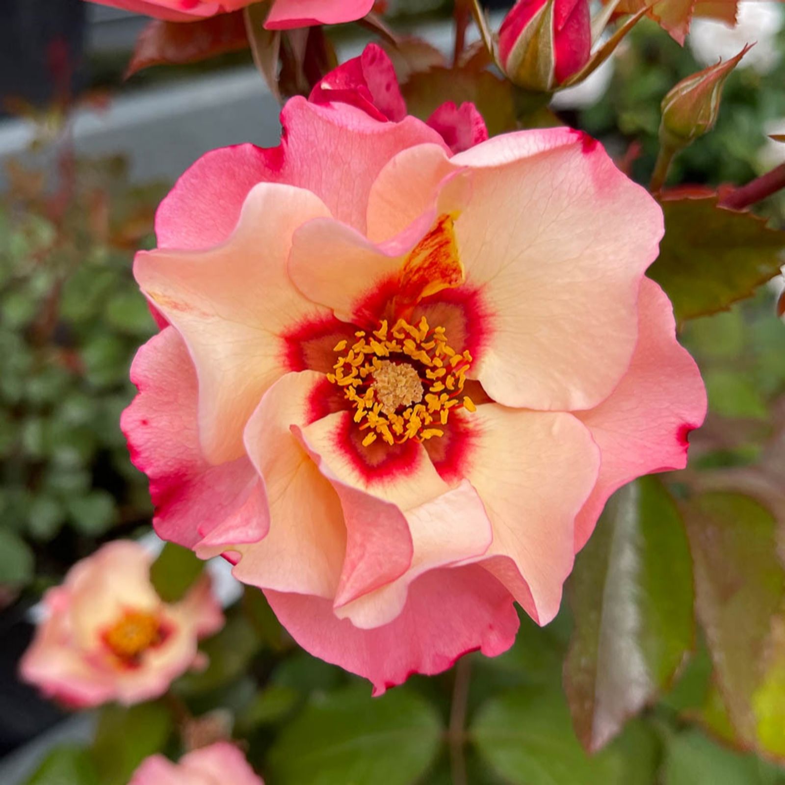 Harkness Roses Rose Alissar Princess Of Phoenicia in a 3-4L pot