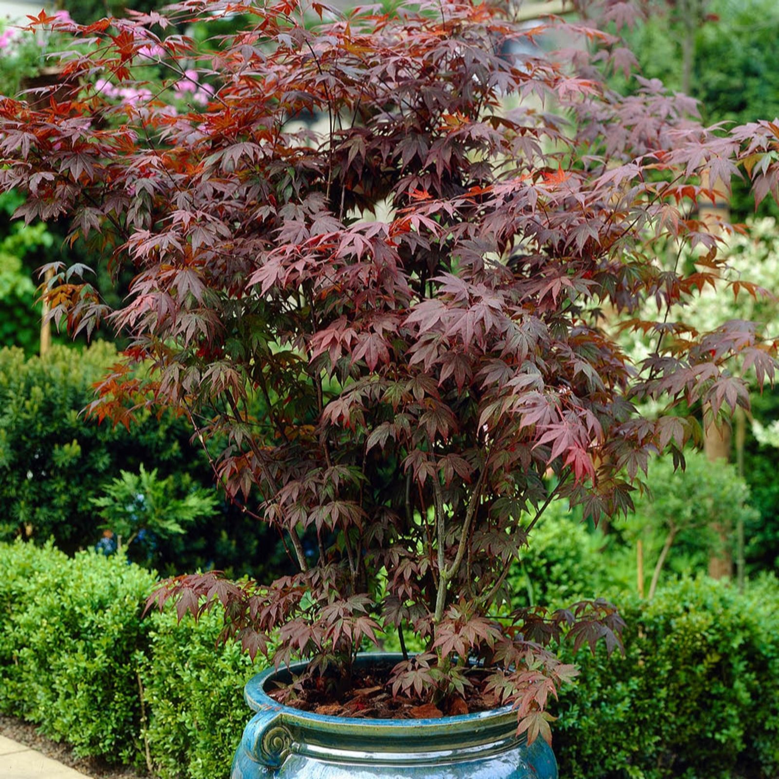 YouGarden Acer palmatum 'Atropurpureum' in a 3L pot