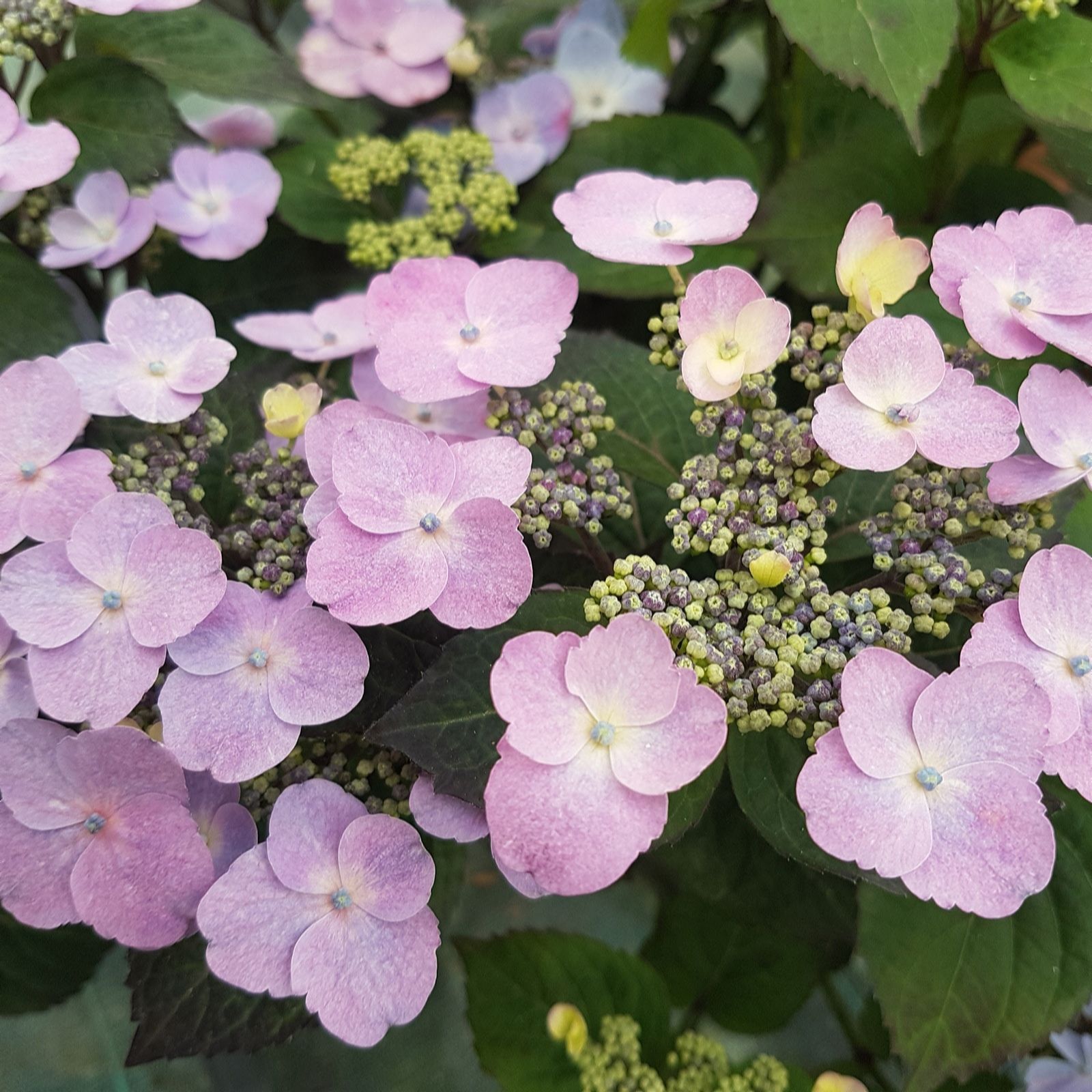 Plants2Gardens Hydrangea Serrata Daredevil 3ltr
