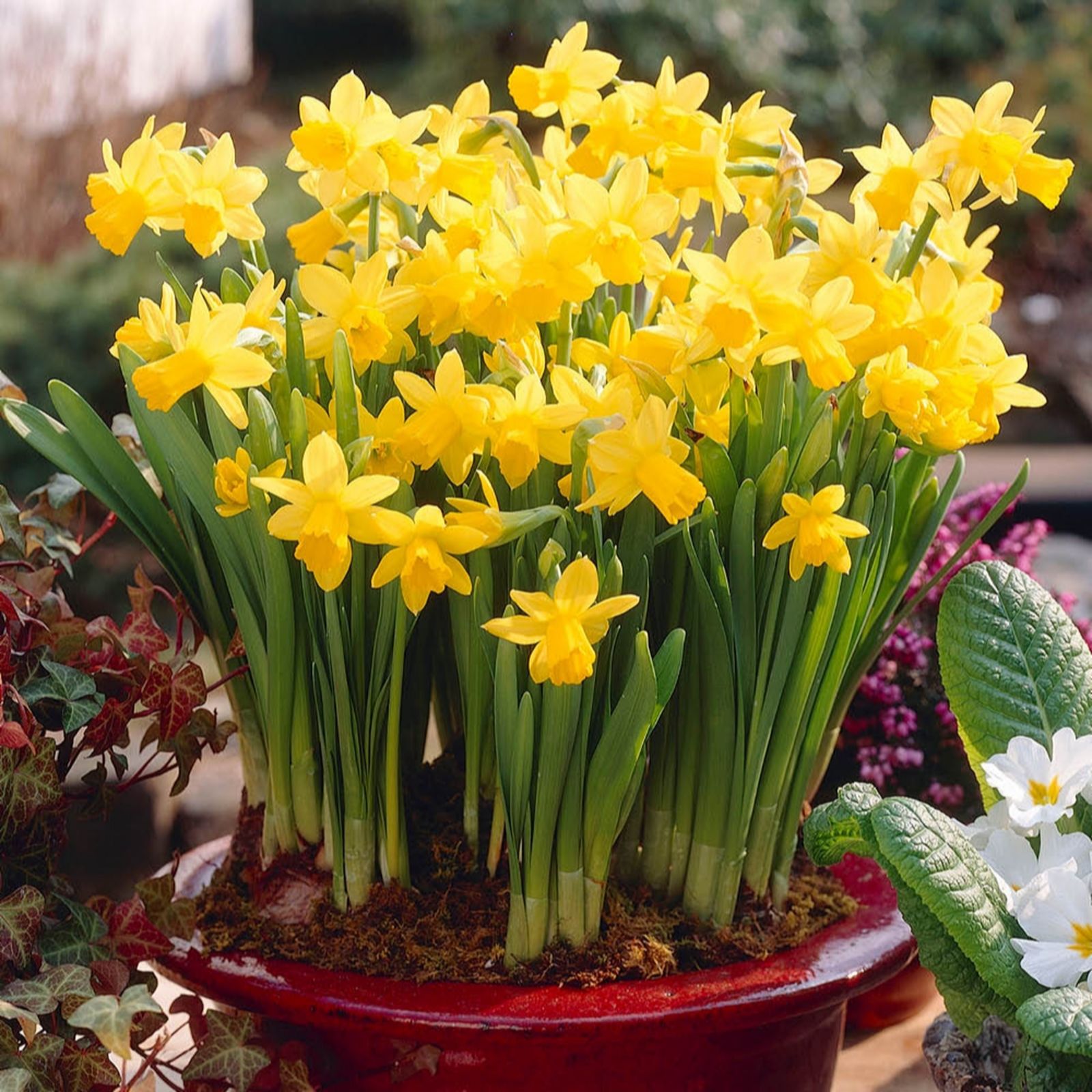 YouGarden Narcissus Tete a Tete x60 bulbs