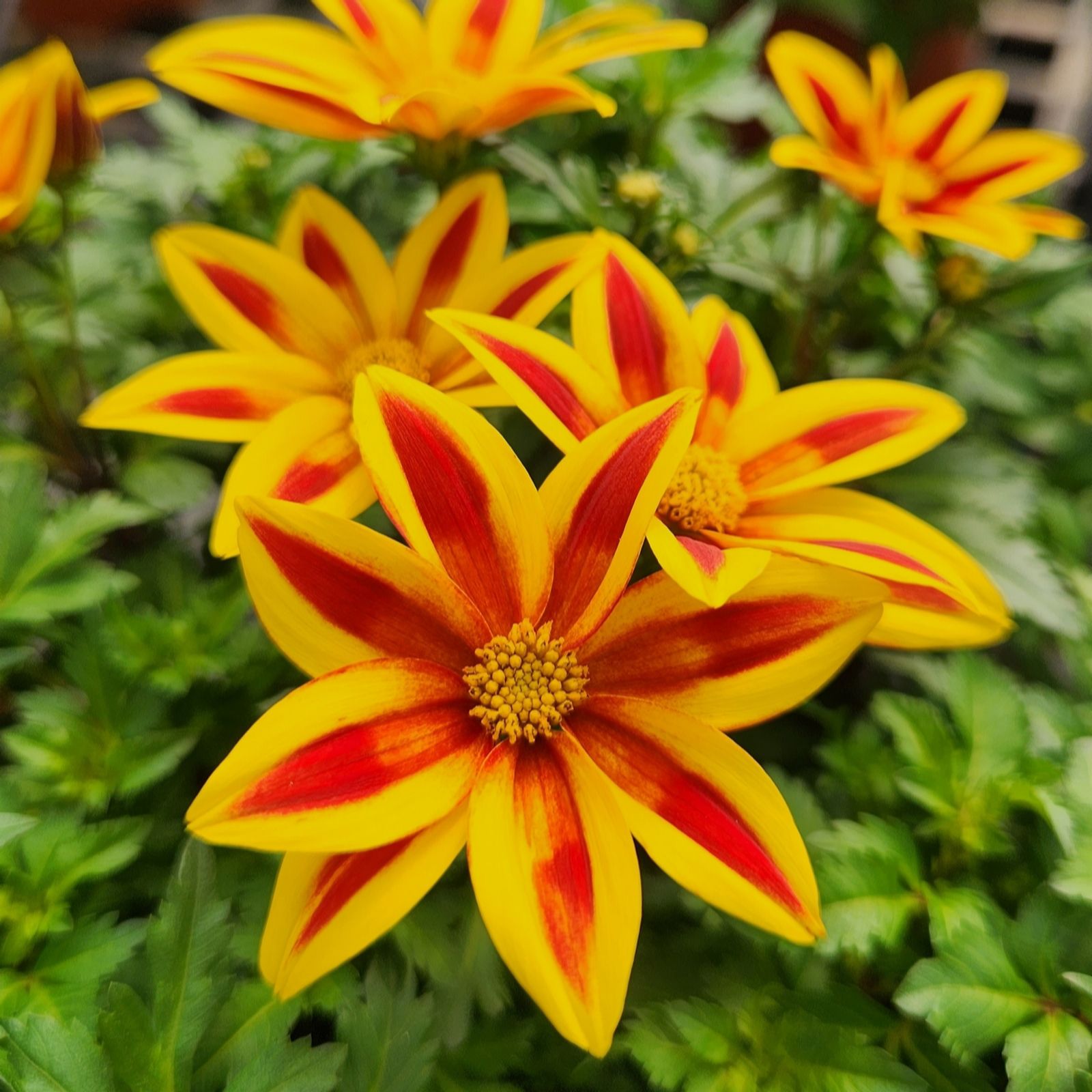 Richard Jackson Bidens Blazing Star Power Plants 5 x 5.5cm