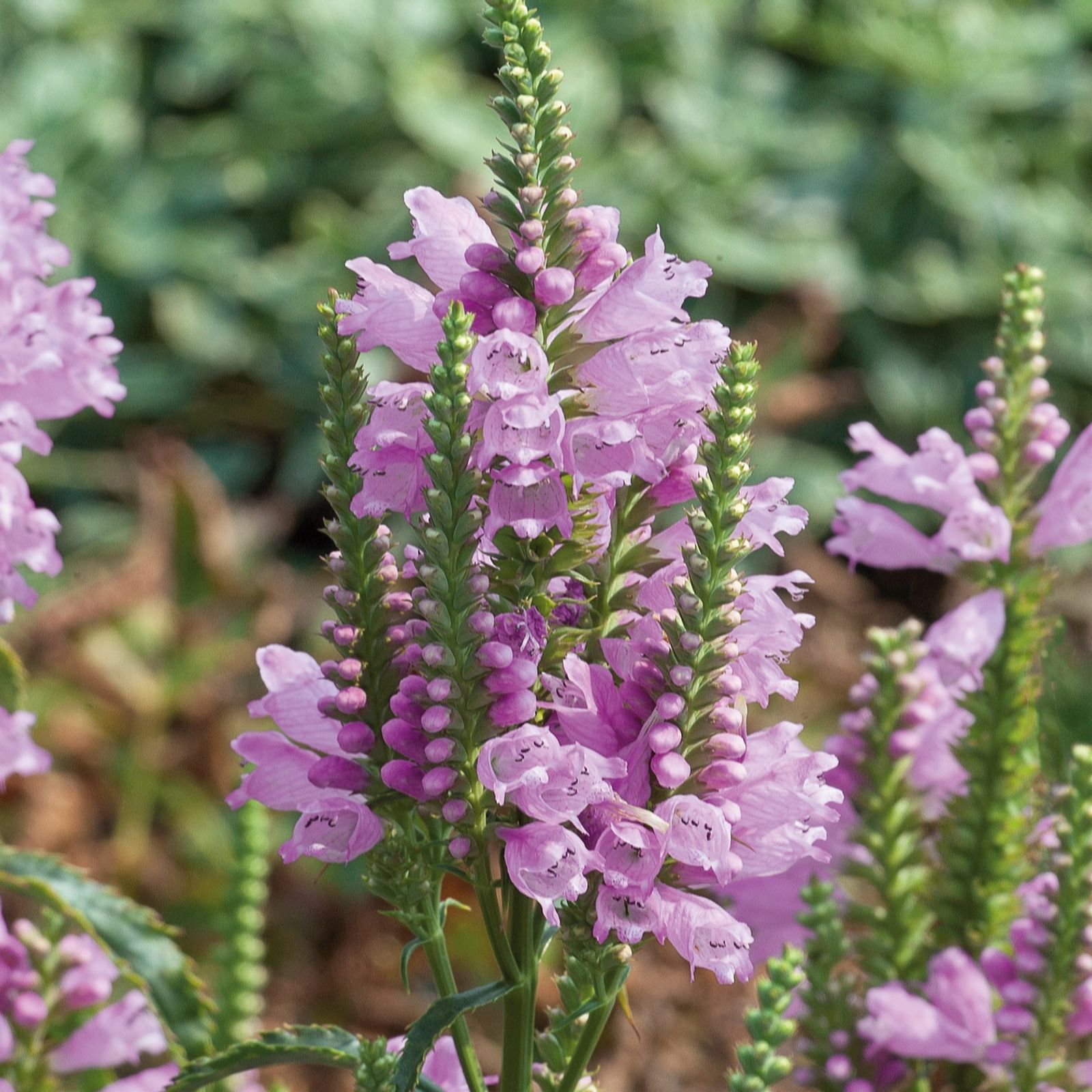 Plants 2 Gardens Physostegia Collection 6 x 6cm