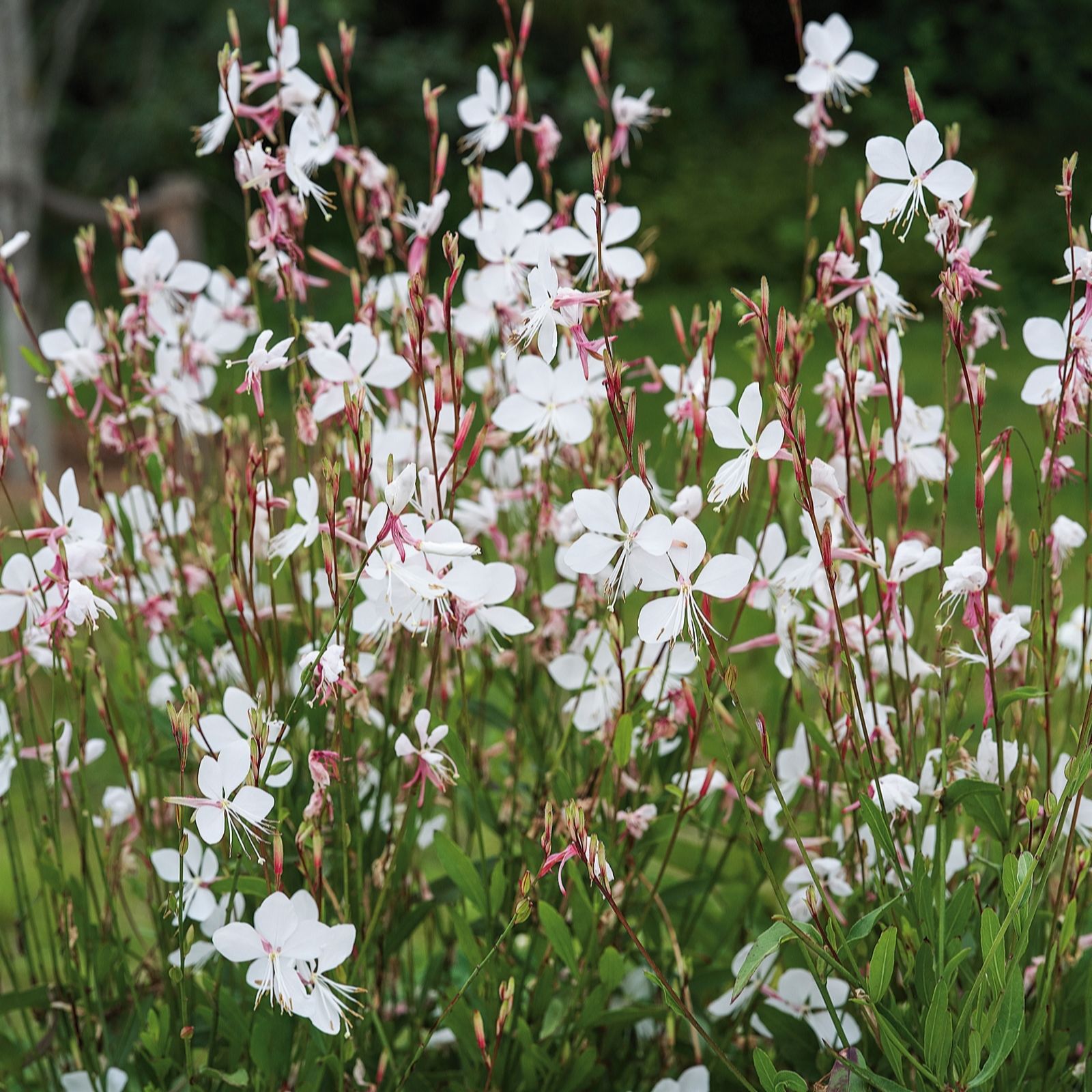 Plants2Gardens Gaura The Bride 3 x 9cm