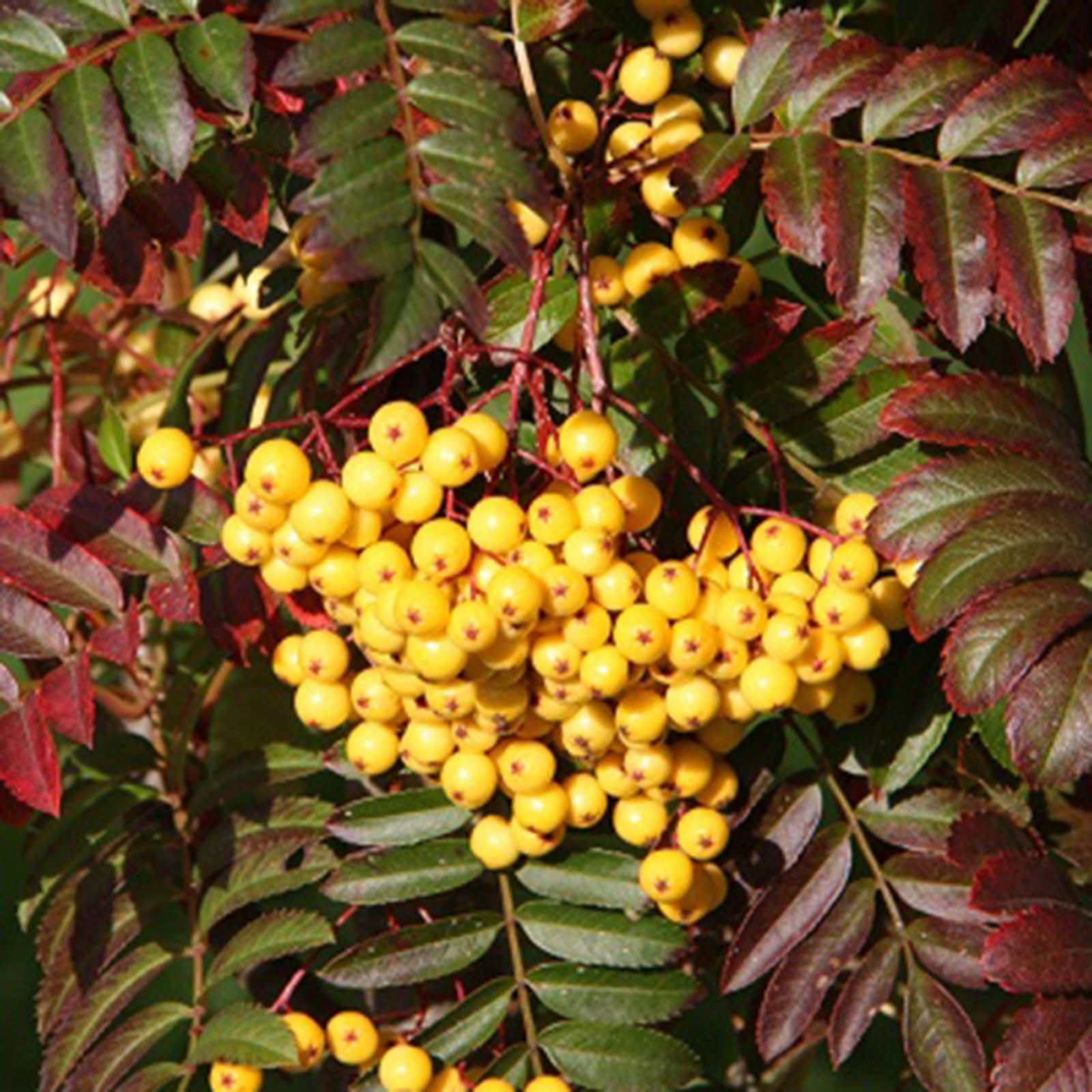 Frank P Matthews Wildlife friendly collection (3x bare root trees)