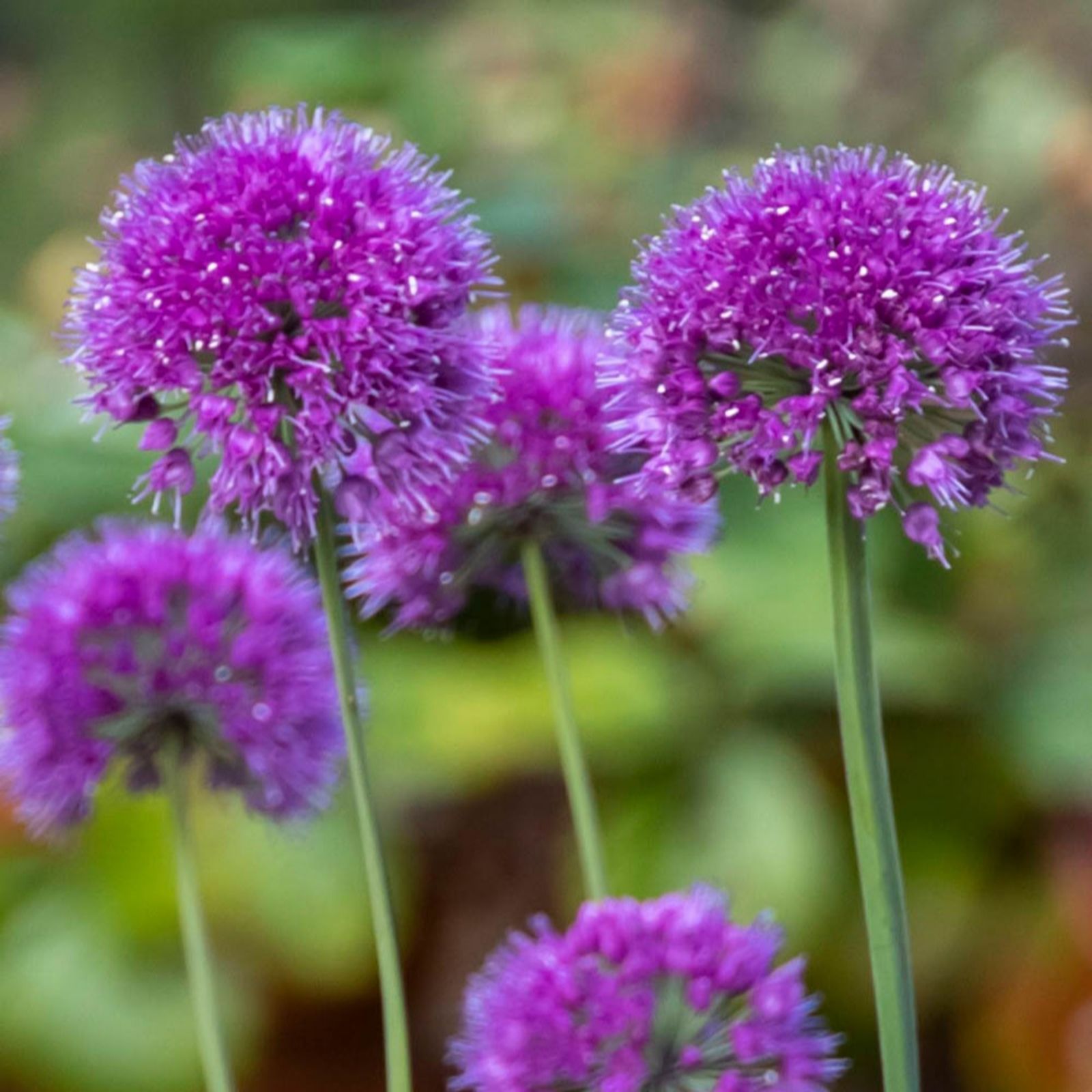 YouGarden Allium 'Lavender Bubbles' in 9cm pots x3