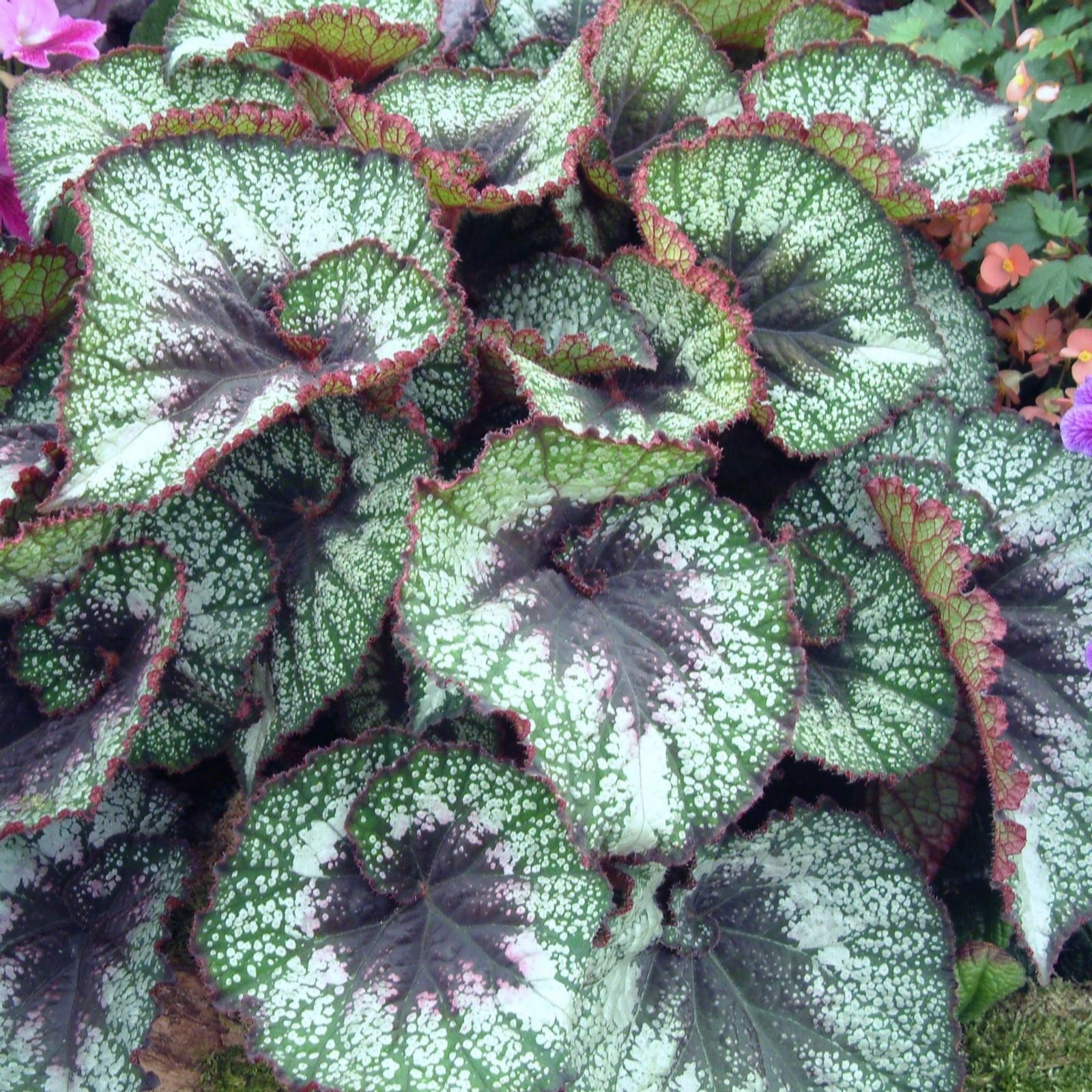Dibleys Begonia Rocheart