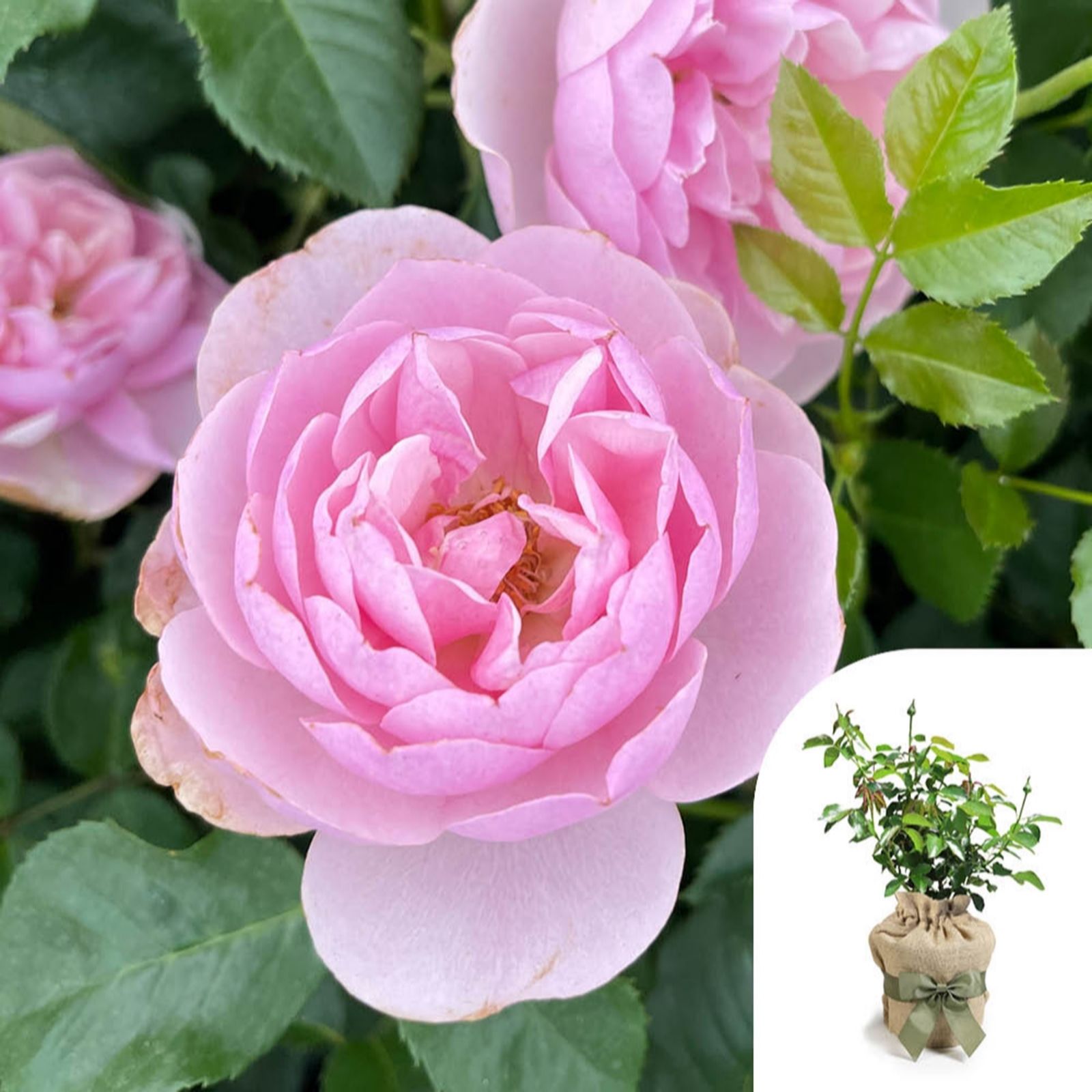 Harkness Roses Rose 'To My Wonderful Wife' in a 4L pot Gift Wrapped