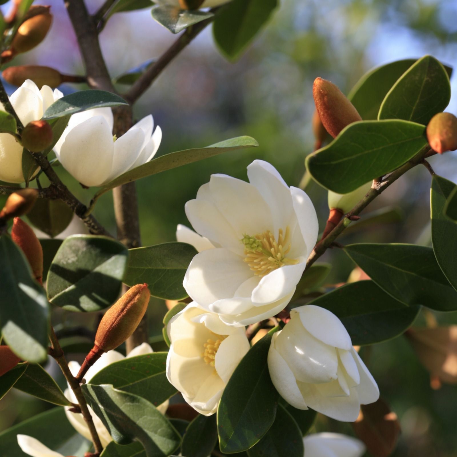 Plants2Garden Magnolia Fairy Honey Velvet 3ltr