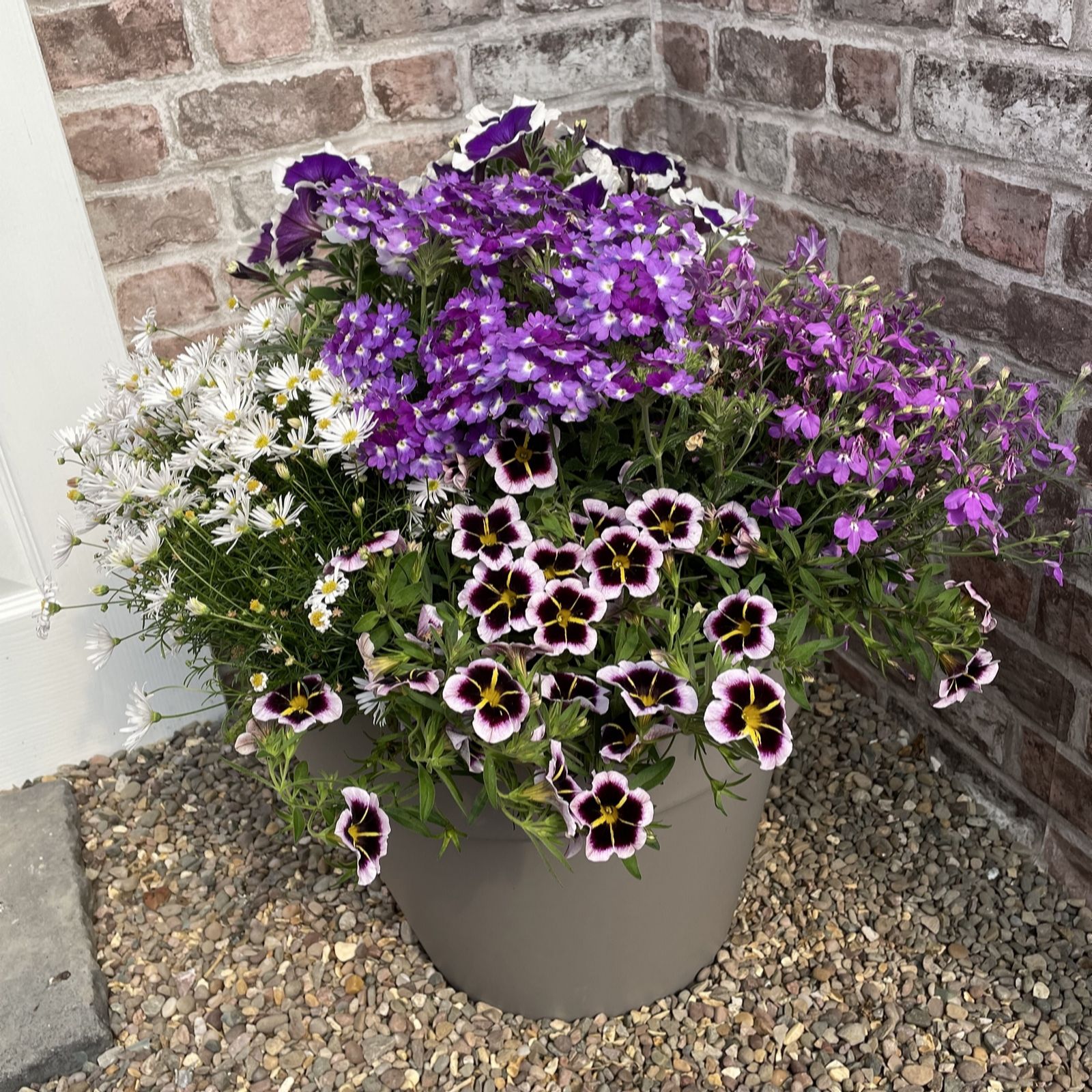 Plants 2 Gardens Bedding Collection 5x 9cm