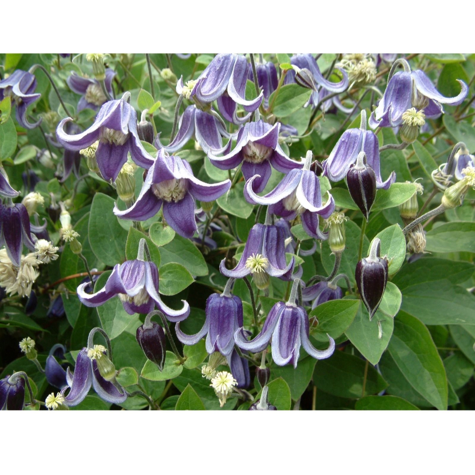 Plants 2 Gardens Clematis Fascination 2 litre Potted Plant