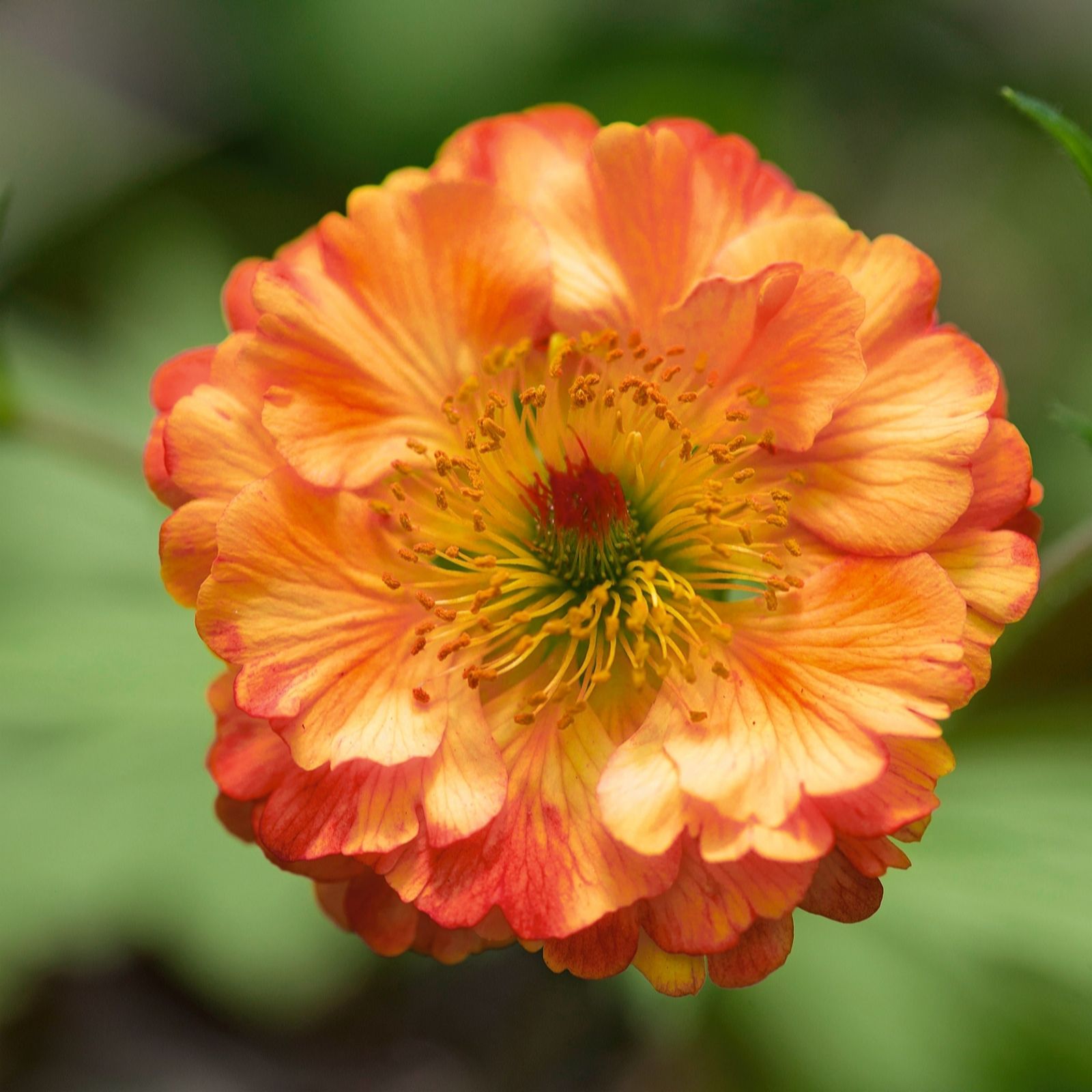 Plants2Gardens Geum Cocktail Collection 3x 9cm Potted Plants