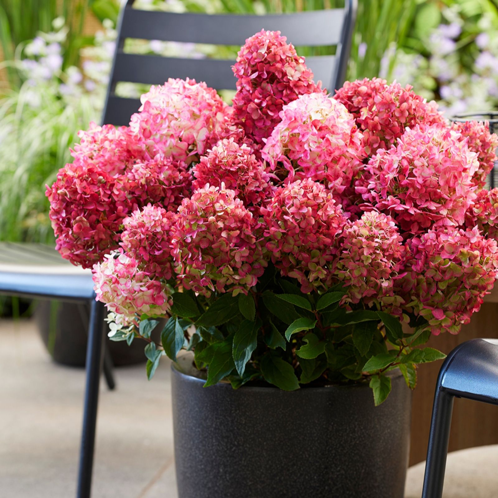 YouGarden Hydrangea 'Living Little Rosy' in a 2L Pot