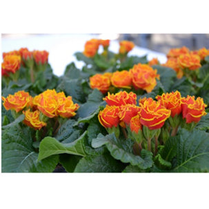 Plants2Gardens Primrose Flamenco Fire 6x 8.5cm Pots - 729996