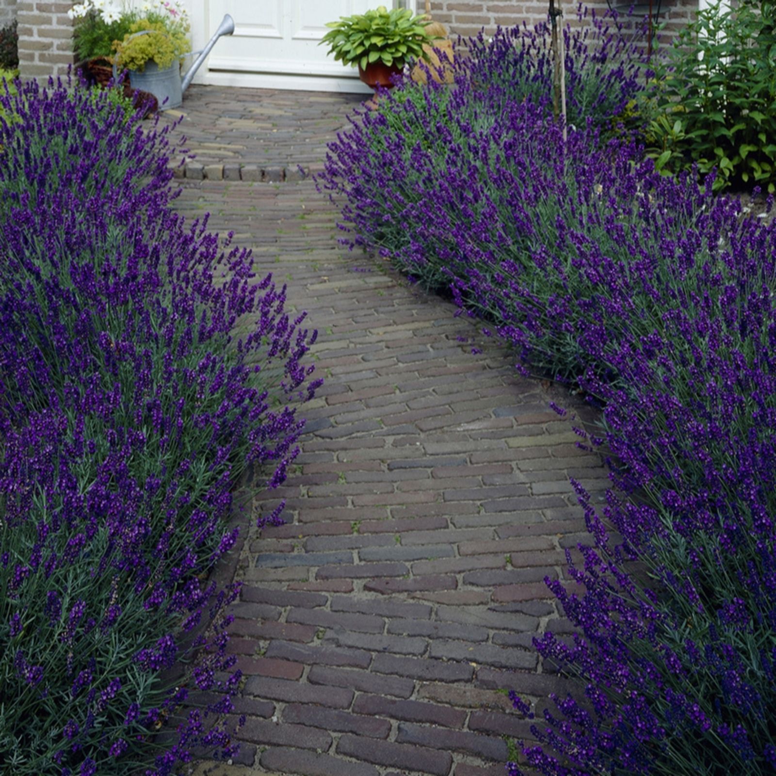 YouGarden Lavender Hidcote in 9cm pots x 12