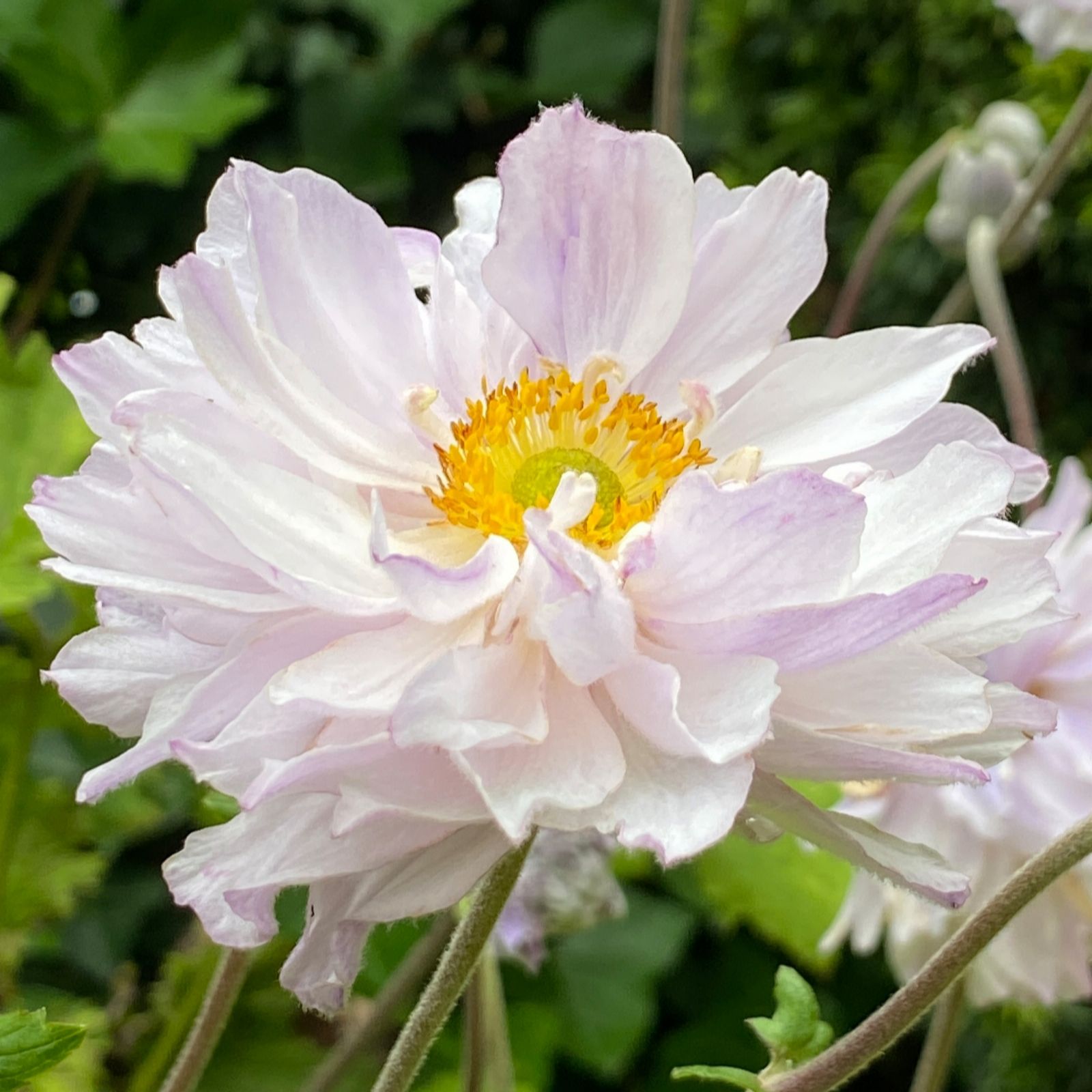 Richard Jackson Anemone Frilly Knickers 1x 3 Litre Pot